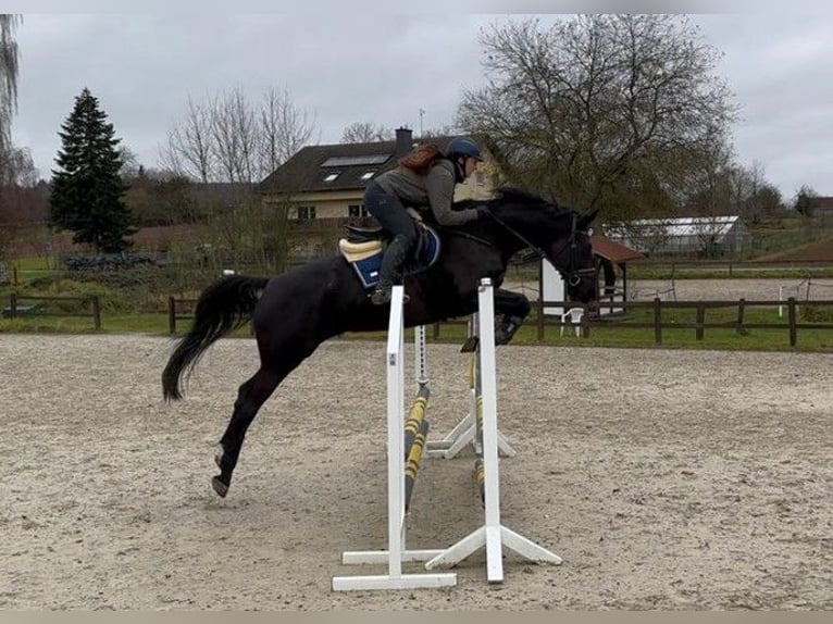 Trakehner Jument 7 Ans 168 cm Noir in Gelnhausen