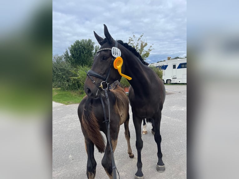 Trakehner Jument 7 Ans 169 cm Bai brun foncé in Brodersby