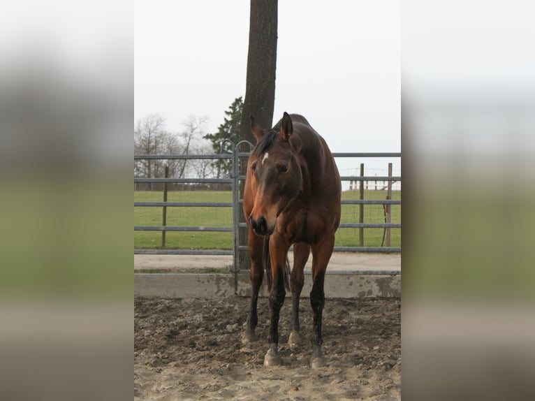 Trakehner Jument 7 Ans 170 cm Bai in Weisel