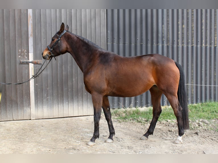Trakehner Jument 7 Ans 170 cm Bai in Weisel