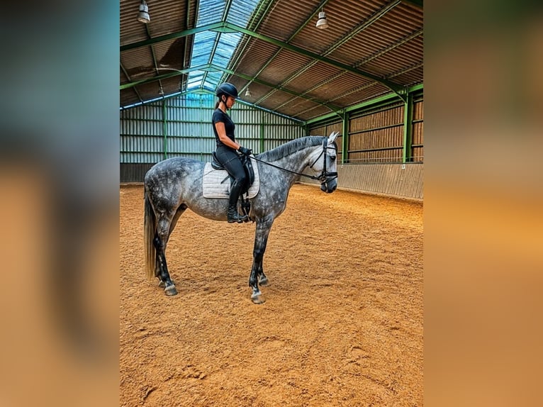 Trakehner Jument 7 Ans 171 cm Gris in Wadern