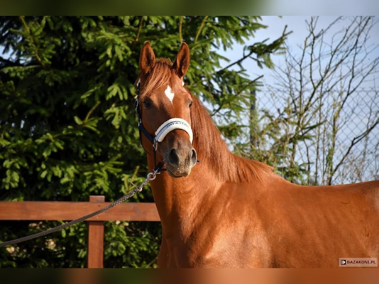 Trakehner Jument 7 Ans 175 cm Alezan in Sarnowo