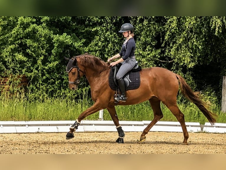 Trakehner Jument 7 Ans Alezan in Tacherting