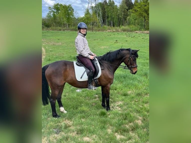 Trakehner Jument 8 Ans 162 cm Bai brun in Ottendorf