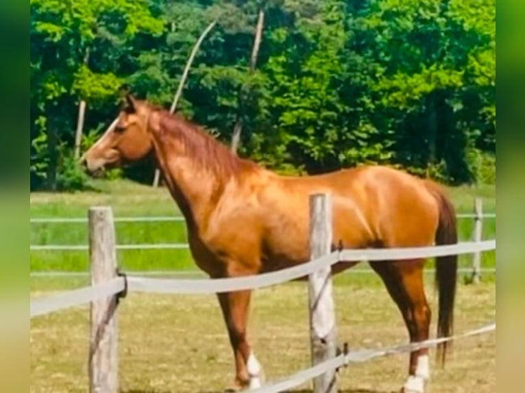 Trakehner Jument 8 Ans 164 cm Alezan in Barver