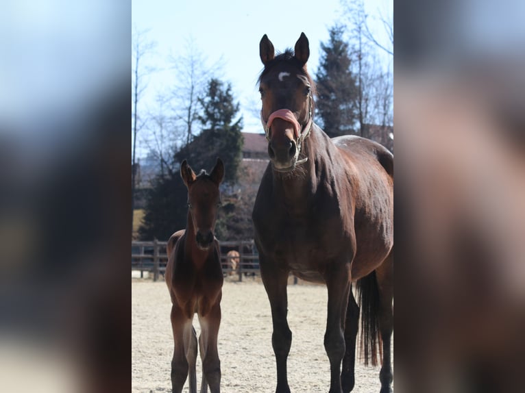 Trakehner Jument 8 Ans 167 cm Bai in Wies