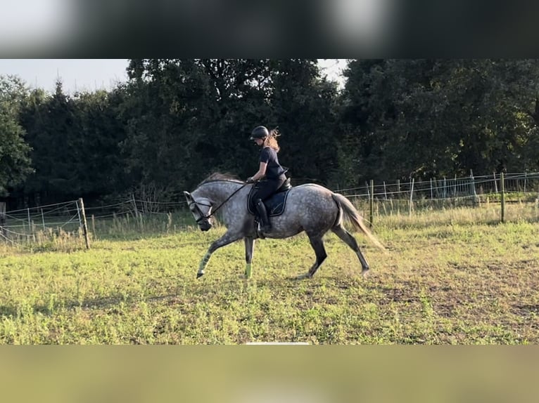 Trakehner Jument 8 Ans 168 cm Gris pommelé in Vechta