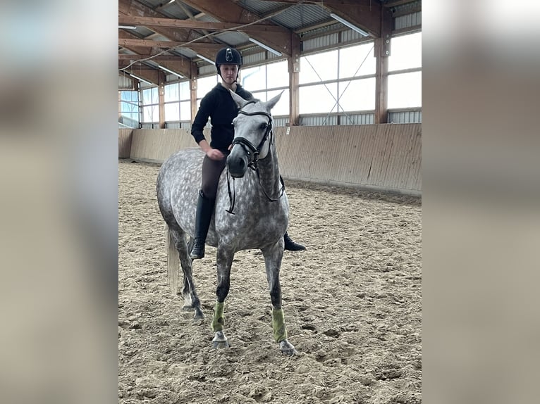 Trakehner Jument 8 Ans 168 cm Gris pommelé in Vechta