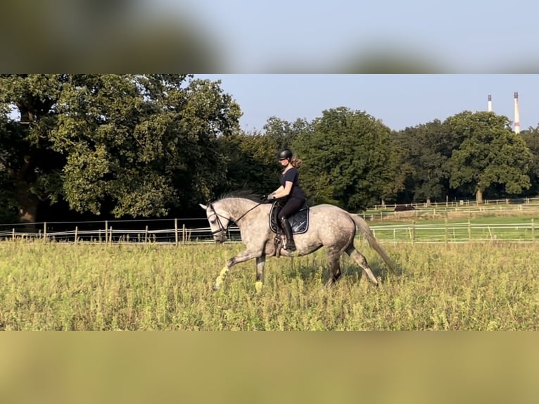 Trakehner Jument 8 Ans 168 cm Gris pommelé in Vechta