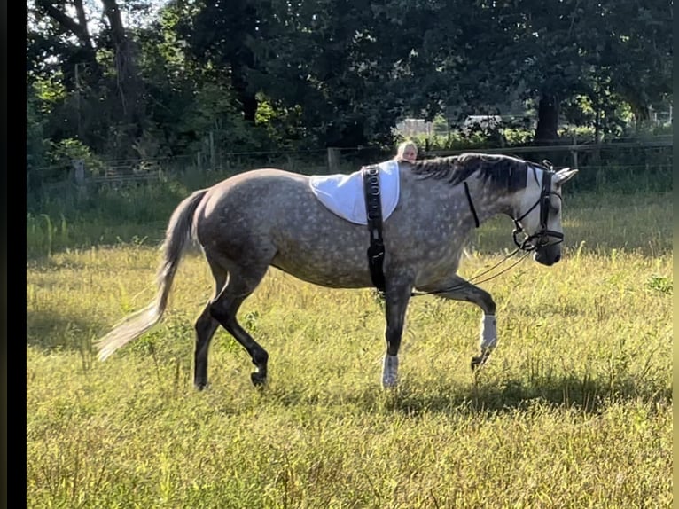 Trakehner Jument 8 Ans 168 cm Gris pommelé in Vechta