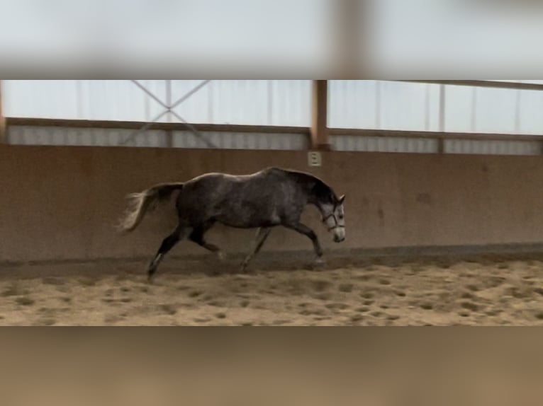 Trakehner Jument 8 Ans 168 cm Gris pommelé in Vechta