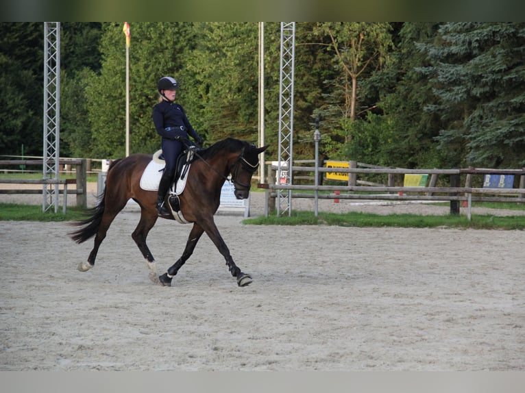 Trakehner Jument 8 Ans 170 cm Bai in Alfeld (Leine)