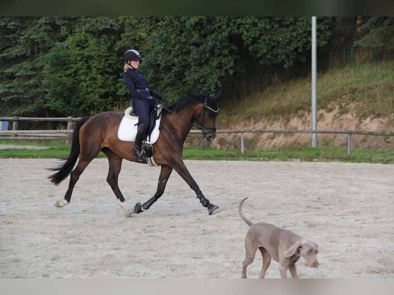 Trakehner Jument 8 Ans 170 cm Bai in Alfeld (Leine)
