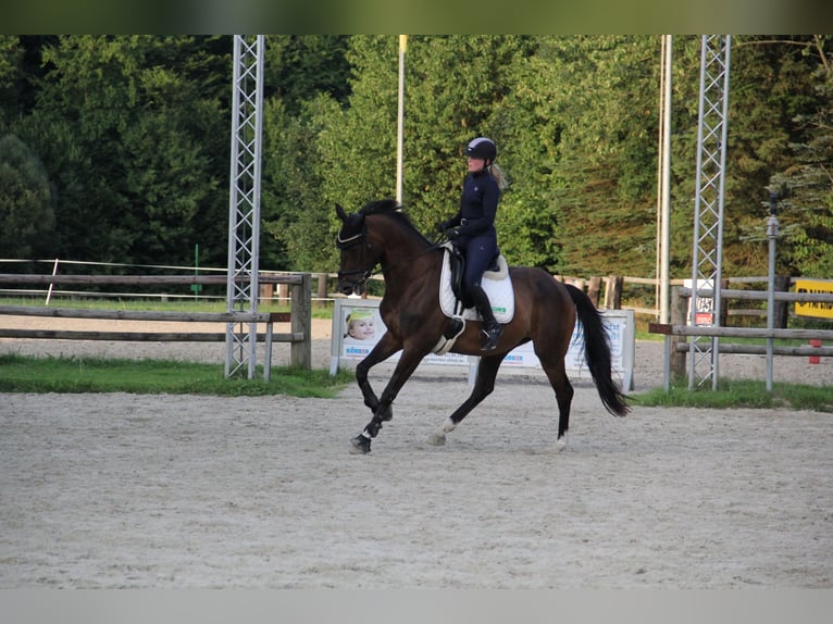 Trakehner Jument 8 Ans 170 cm Bai in Alfeld (Leine)