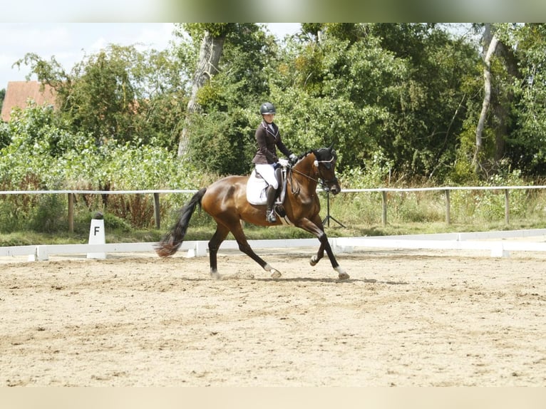 Trakehner Jument 8 Ans 170 cm Bai in Alfeld (Leine)