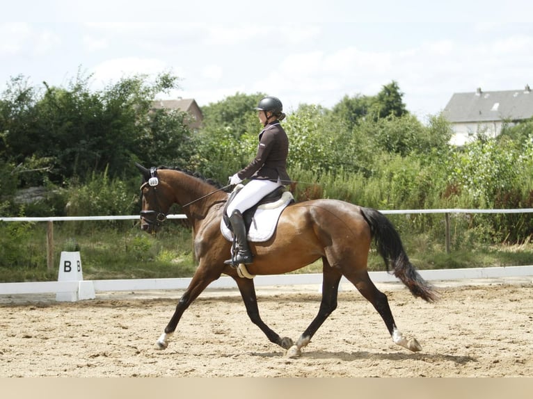 Trakehner Jument 8 Ans 170 cm Bai in Alfeld (Leine)