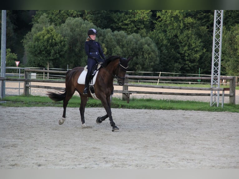 Trakehner Jument 8 Ans 170 cm Bai in Alfeld (Leine)