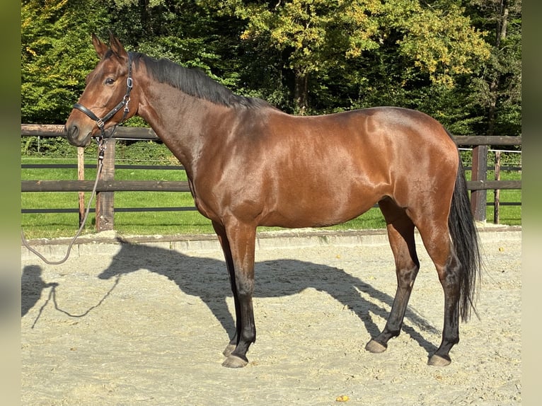 Trakehner Jument 8 Ans 172 cm Bai in Hamburg Volksdorf