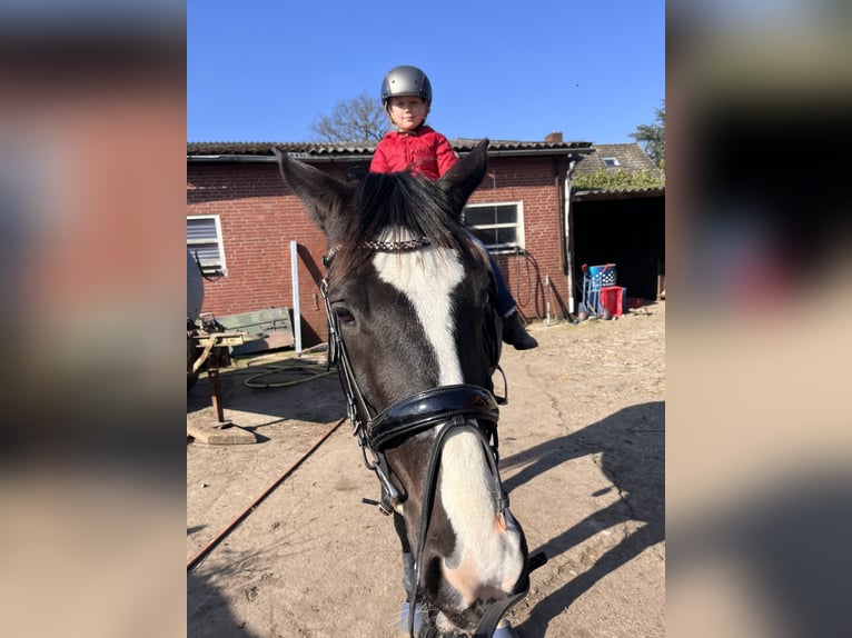 Trakehner Jument 8 Ans 173 cm Noir in Hamburg
