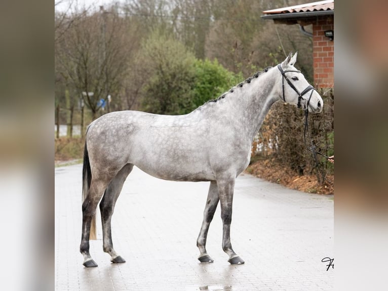 Trakehner Jument 8 Ans Gris in Hünxe