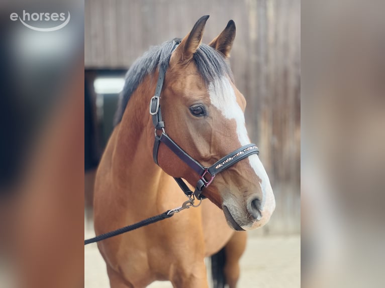 Trakehner Croisé Jument 9 Ans 155 cm Bai in Weiterstadt