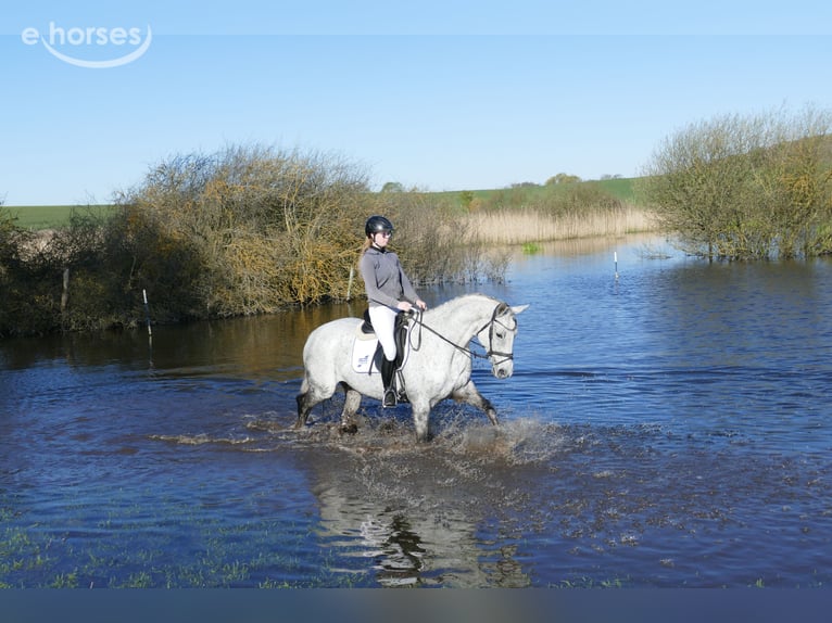 Trakehner Jument 9 Ans 160 cm Gris in Ganschow