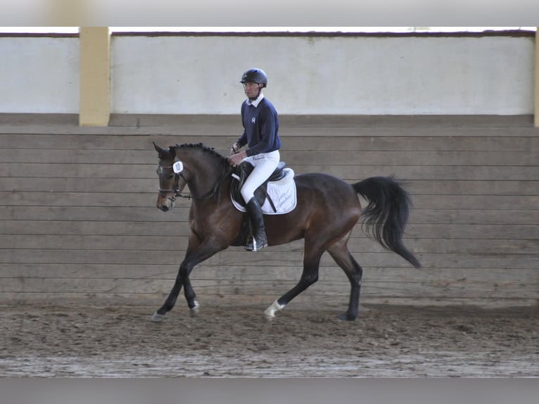 Trakehner Jument 9 Ans 162 cm Bai in Bad Oldesloe