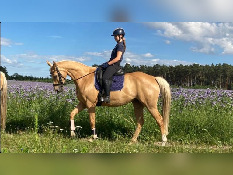 Trakehner Croisé Jument 9 Ans 163 cm Palomino in Rathenow