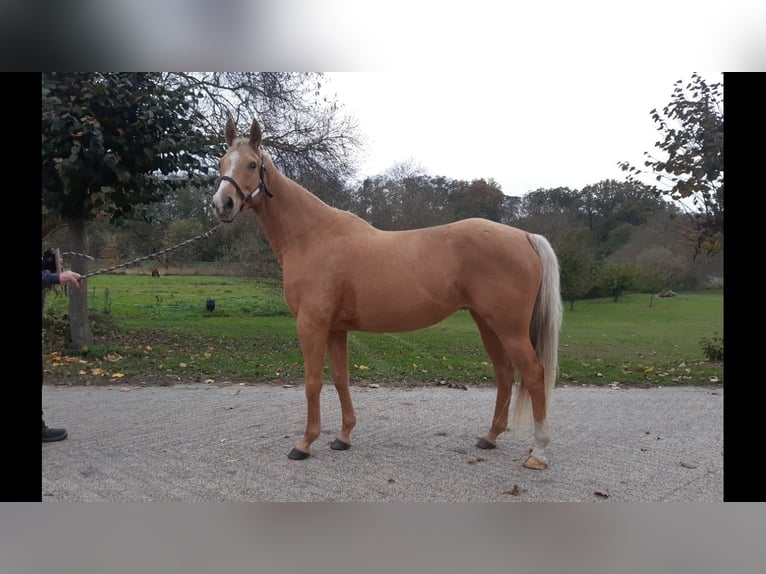 Trakehner Croisé Jument 9 Ans 163 cm Palomino in Rathenow