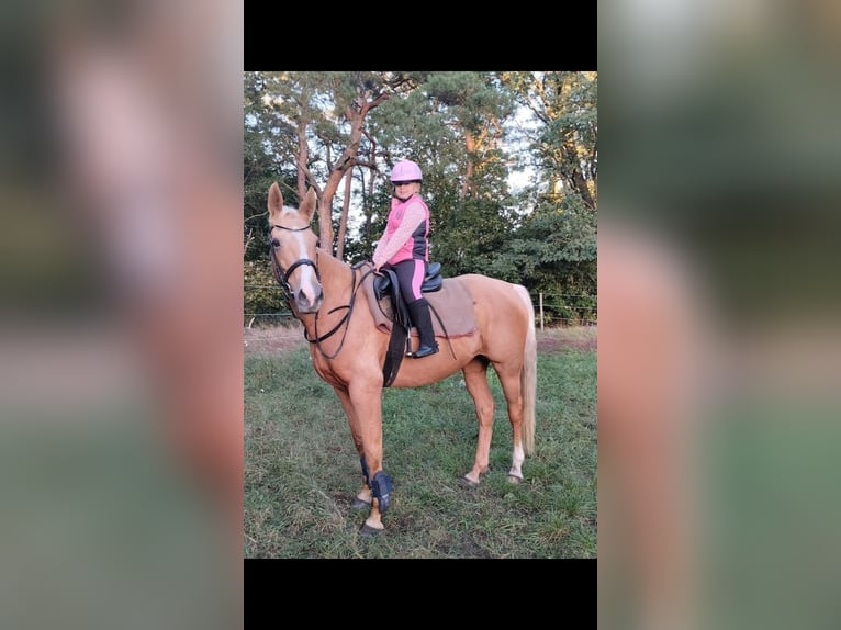 Trakehner Croisé Jument 9 Ans 163 cm Palomino in Rathenow