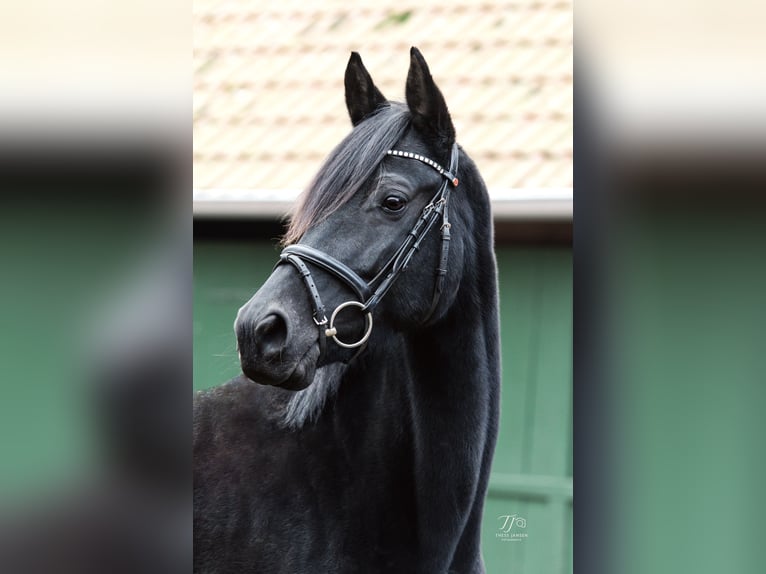 Trakehner Jument 9 Ans 164 cm Noir in Bramsche