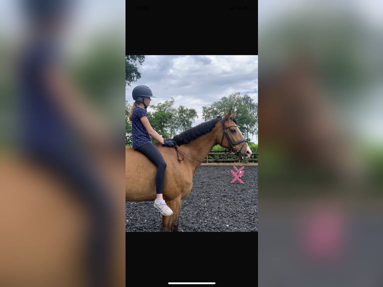 Trakehner Jument 9 Ans 165 cm Bai in Großenkneten