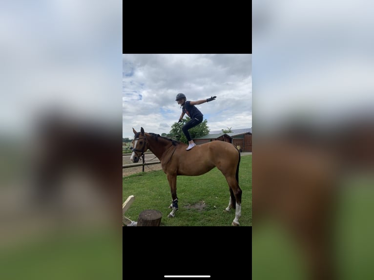 Trakehner Jument 9 Ans 165 cm Bai in Großenkneten