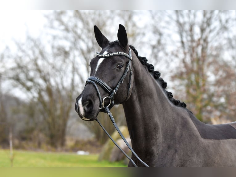 Trakehner Jument 9 Ans 166 cm Noir in Brodersdorf