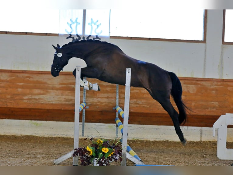 Trakehner Jument 9 Ans 168 cm Bai brun foncé in Weilheim in Oberbayern