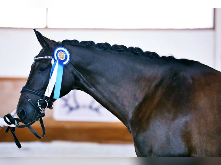 Trakehner Jument 9 Ans 168 cm Bai brun foncé in Weilheim in Oberbayern