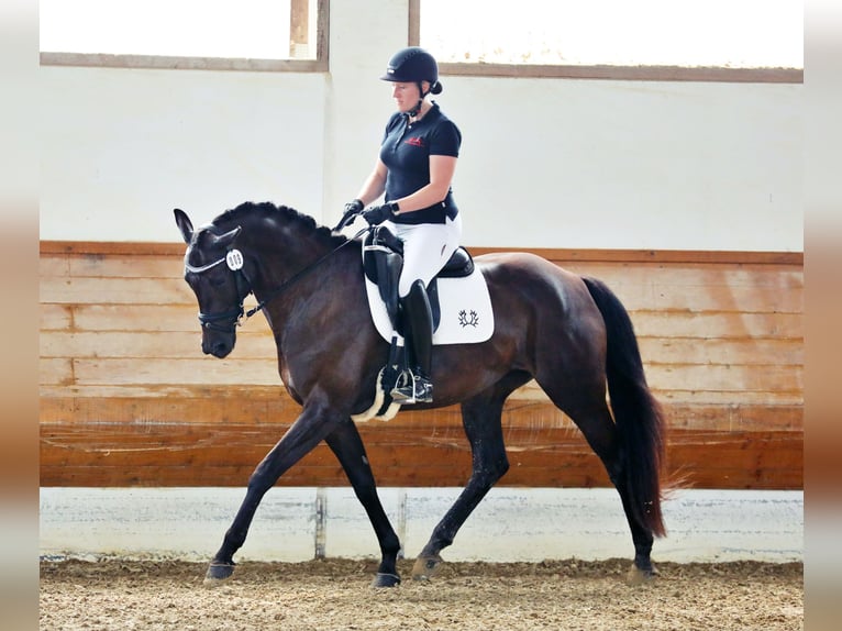 Trakehner Jument 9 Ans 168 cm Bai brun foncé in Weilheim in Oberbayern