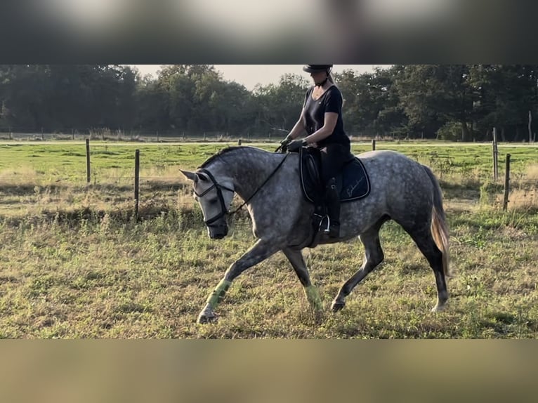 Trakehner Jument 9 Ans 168 cm Gris pommelé in Vechta