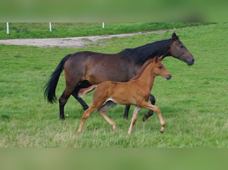Trakehner Jument 9 Ans Bai brun in Klein Wittensee