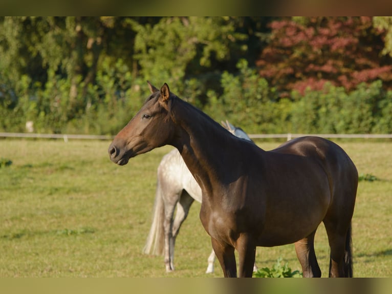 Trakehner Jument 9 Ans Bai brun in Klein Wittensee