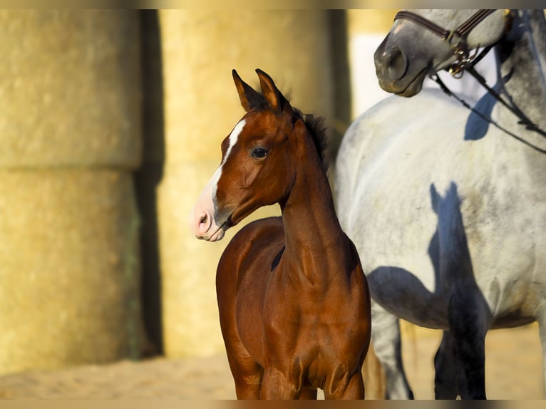 Trakehner Jument Poulain (07/2025) 165 cm Bai in Aytos