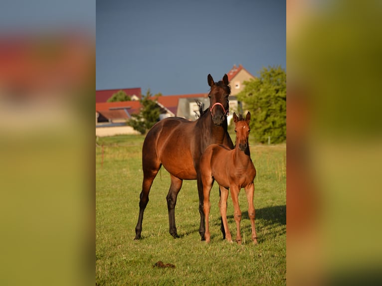 Trakehner Jument Poulain (07/2026) 165 cm Bai in Rehfeld