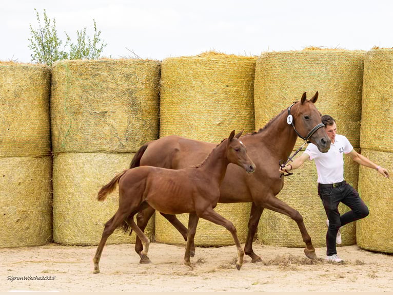 Trakehner Jument Poulain (05/2025) 166 cm Alezan in Aytos