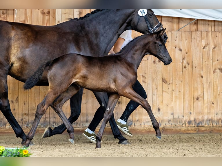 Trakehner Jument Poulain (06/2024) 168 cm Bai brun foncé in Dillenburg