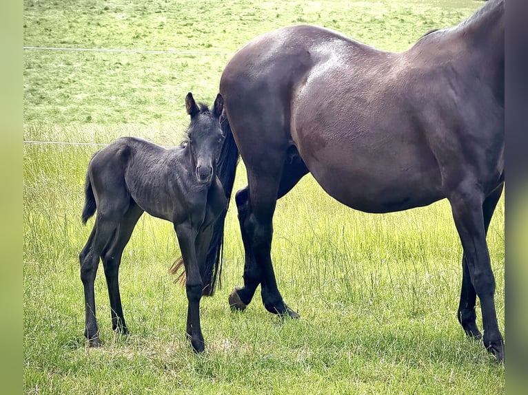 Trakehner Jument Poulain (06/2026) 168 cm Noir in Rosengarten