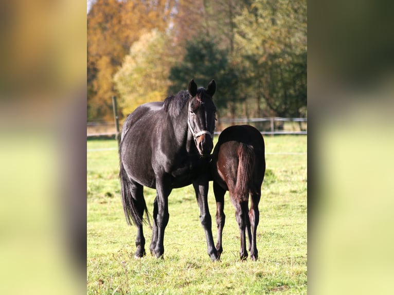 Trakehner Jument Poulain (05/2025) 169 cm Noir in Sperenberg