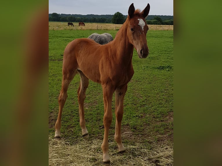 Trakehner Jument Poulain (05/2024) 170 cm Alezan brûlé in Bleckede