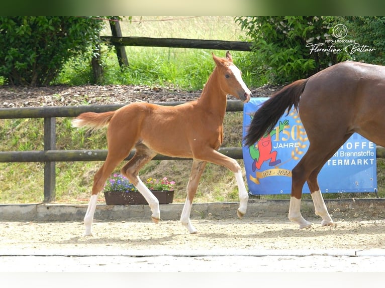 Trakehner Jument Poulain (03/2026) Alezan brûlé in Hennef