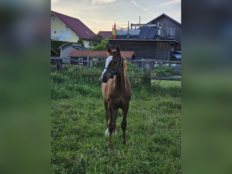 Trakehner Jument Poulain (03/2024) Alezan in Nellingen