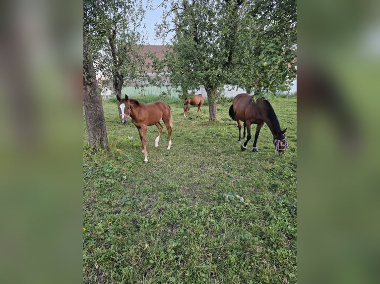 Trakehner Jument Poulain (03/2024) Alezan in Nellingen